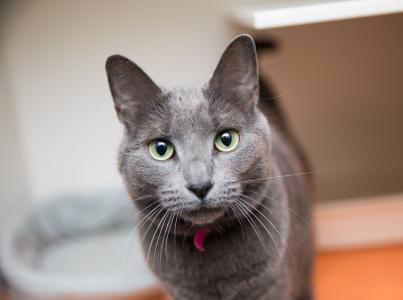 Gray cat looking directly at camera