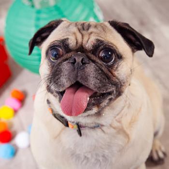 Smiling fawn-colored pug