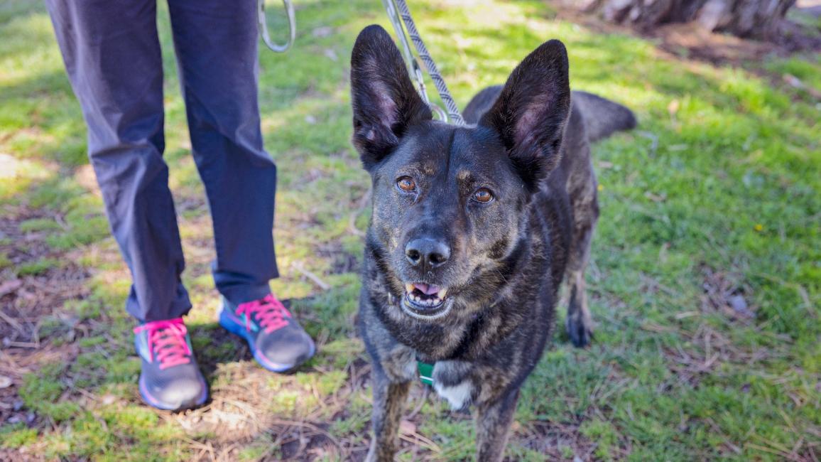 Person walking a heeler-type dog outside