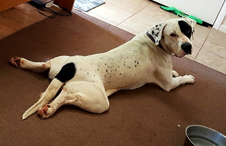 Peter the dog laying on the floor