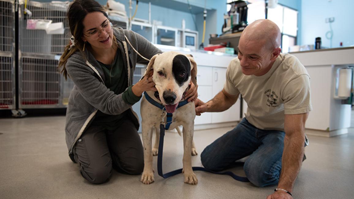 Blood-donor-dog-PeterClinic8473MW.jpg