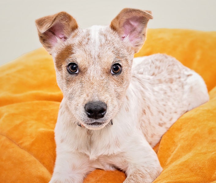 Red heeler puppy on an orange blanket