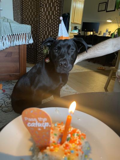 Boone the dog's adoption party where he's wearing a hat and is being brought a cat with a lit candle