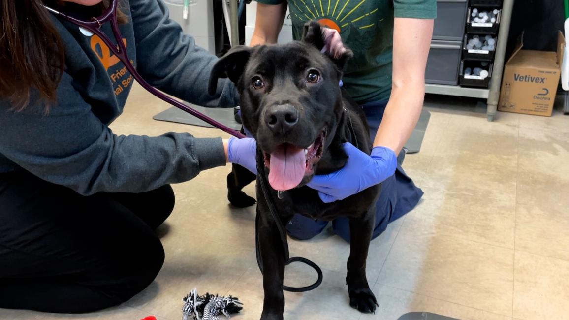 Boone the dog receiving a veterinary exam