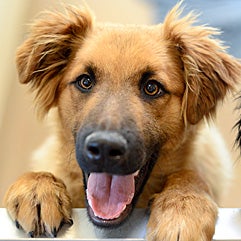 Fluffy brown puppy smiling