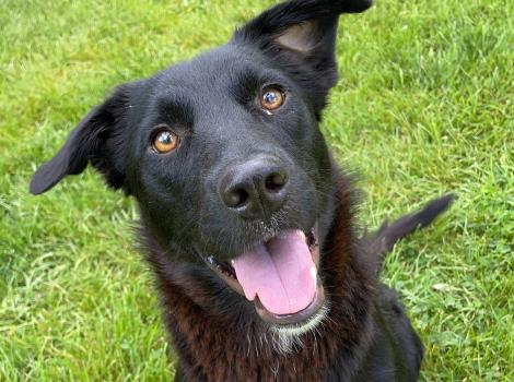 Pepper the dog, outside on the grass, smiling