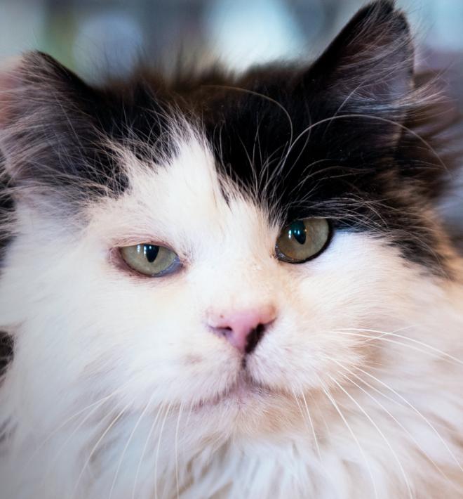 Long haired black and white cat