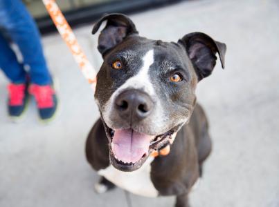 Smiling black and white pit-bull-type dog out on a leashed walk with a person