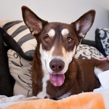 Brown and white dog lying on couch