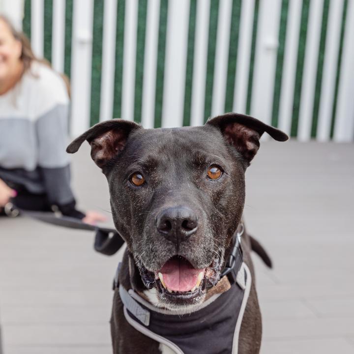 Happy black and white pit-bull-type dog with graying muzzle in front of a person sitting on some steps