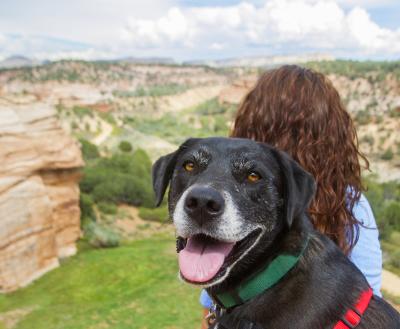 Person and dog overlooking a canyon in the Utah desert