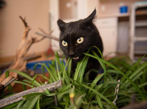 Jako the cat eating some greens with ears back