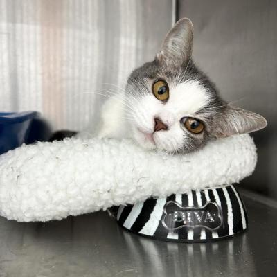 Sir Karen the cat lying in a bed on top of a striped food dish that says, Diva