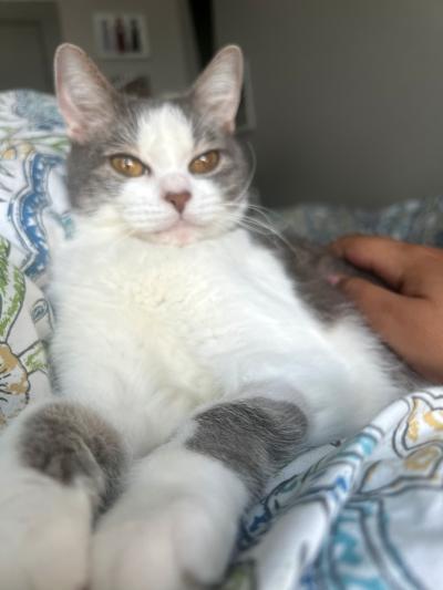 Sir Karen the cat on a blanket with front paws outstretched with a hand petting him