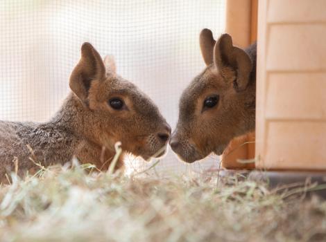 Two cavies, nose-to-nose