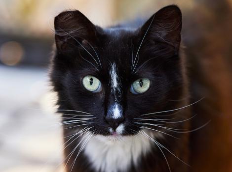 Black and white ear-tipped community cat