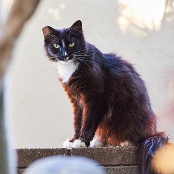 Ear-tipped black and white community cat on a wall