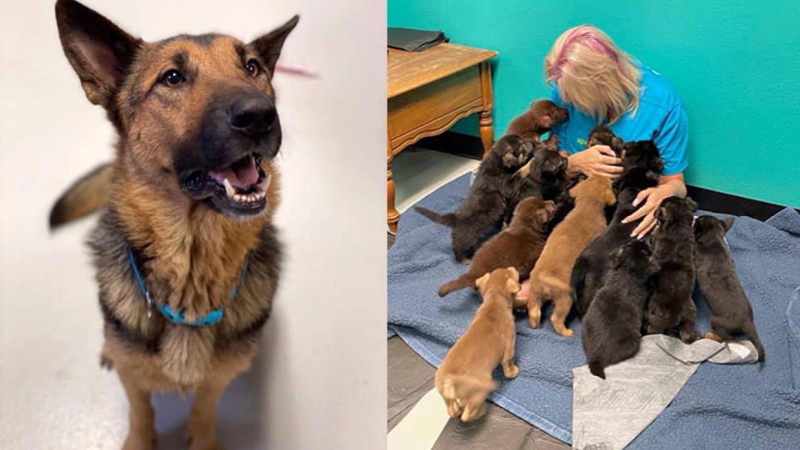 Collage-Mama-Feratelli-puppies.jpg