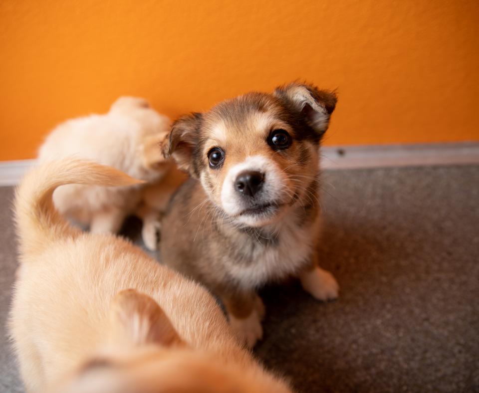 Fuzzy happy puppies sitting on the floor