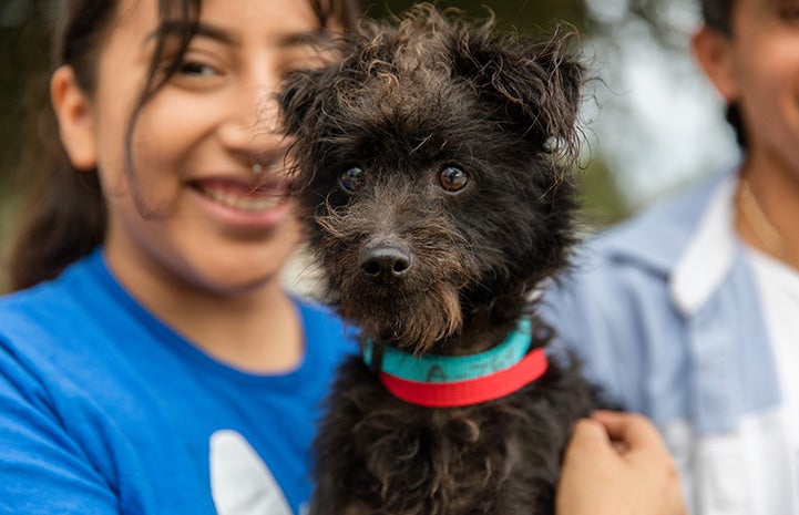 Smiling person holding a small black curly haired dog