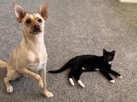 Coraline the kitten lying next to Rocky the dog