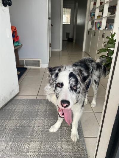 Cricket the dog standing in a home with tongue hanging out of her mouth