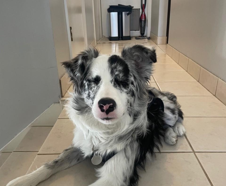 Cricket the dog lying on a tile floor with eyes closed