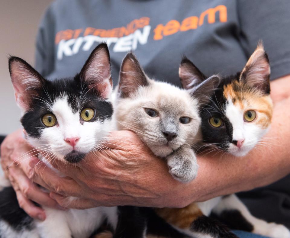 Person holding three kittens in their arms