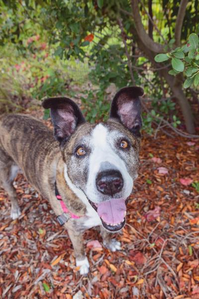 Dakota the dog outside with upright ears and mouth open in a smile