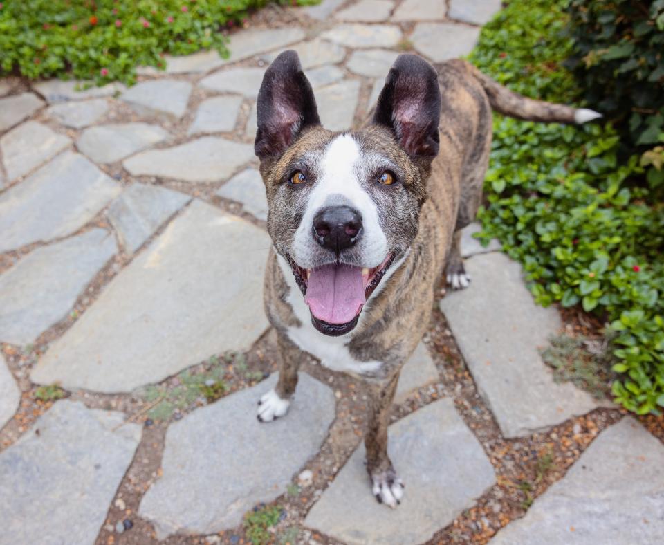 Dakota the dog outside on some cobblestones with mouth open in a smile