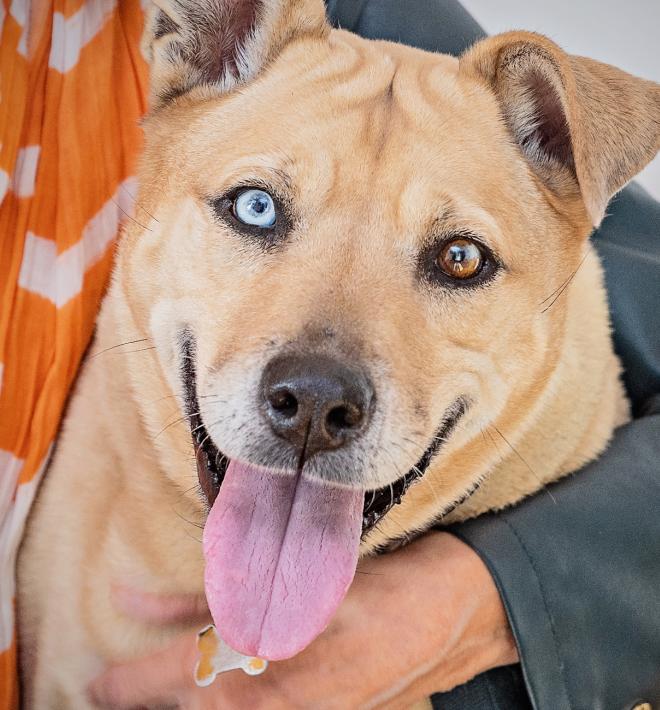 Light brown dog with one blue and one brown eye