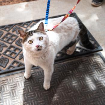 A cat on a leash going for a walk outside