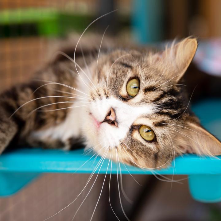 Cat laying down and stretched out on a blue wooden platform