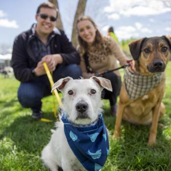 Couple with two dogs sitting on lawn