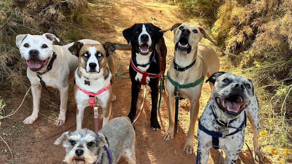 Dealla the dog outside on a path in the woods with five other dogs