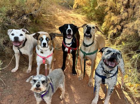 Dealla the dog outside on a path in the woods with five other dogs