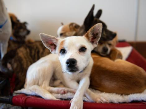 Several dogs snuggling together on a dog bed