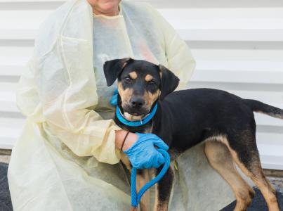 Person wearing a protective gown and gloves with a dog