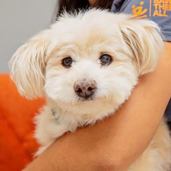 Person holding a small, white, fluffy dog