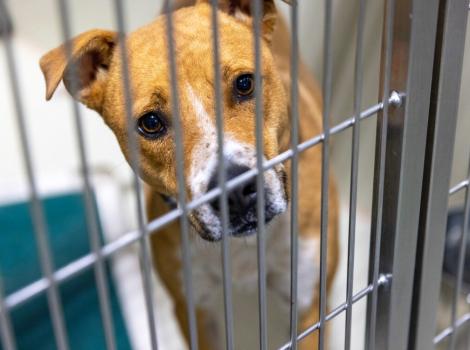 Brown and white dog looking through the bars of a shelter kennel