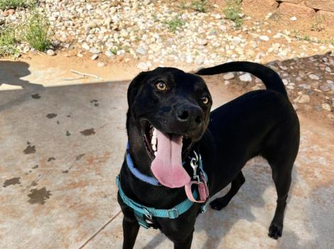 Pep the black dog, standing outside, wearing a harness, with her mouth open and big pink tongue out