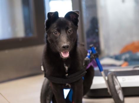 Yazh the puppy in here dog wheelchair, with her mouth open in a smile