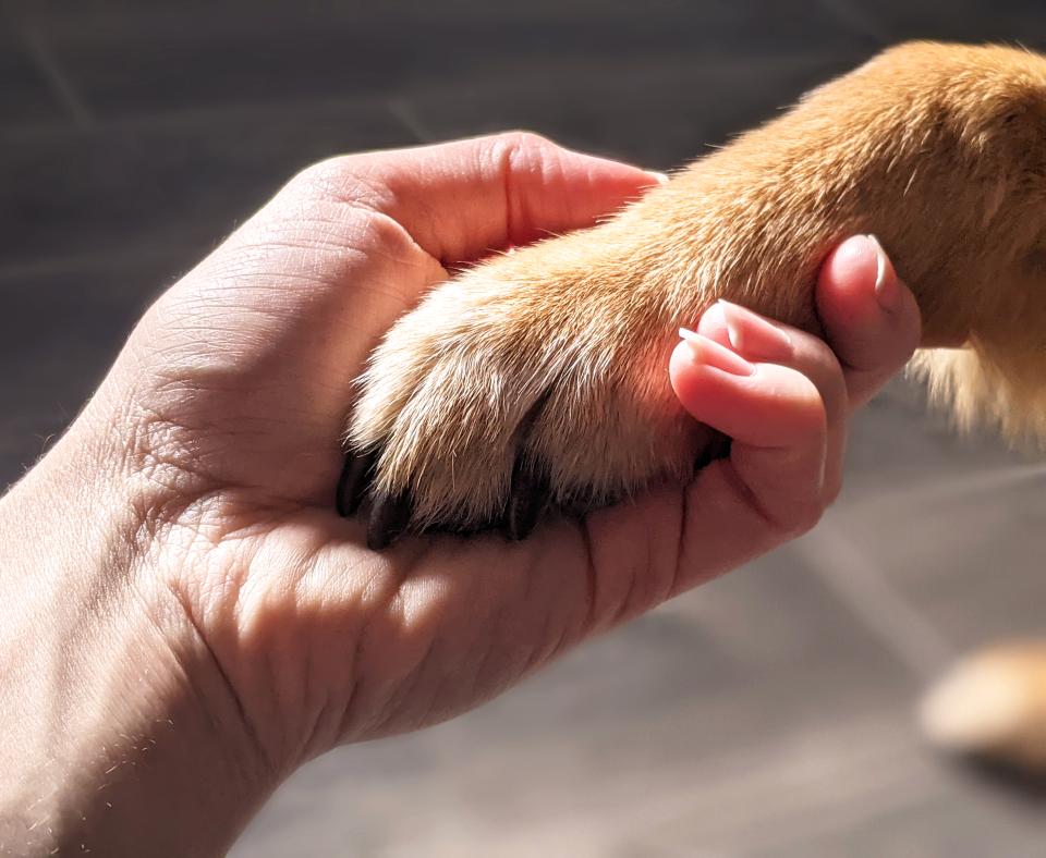 Hand holding dog paw