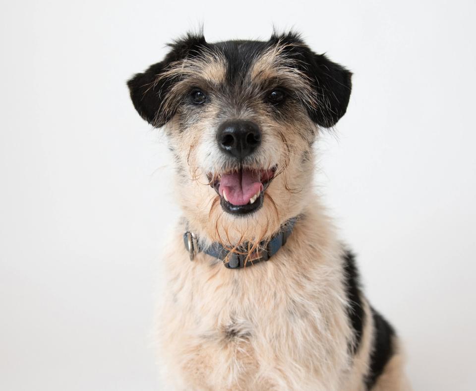 Small terrier dog looking at camera