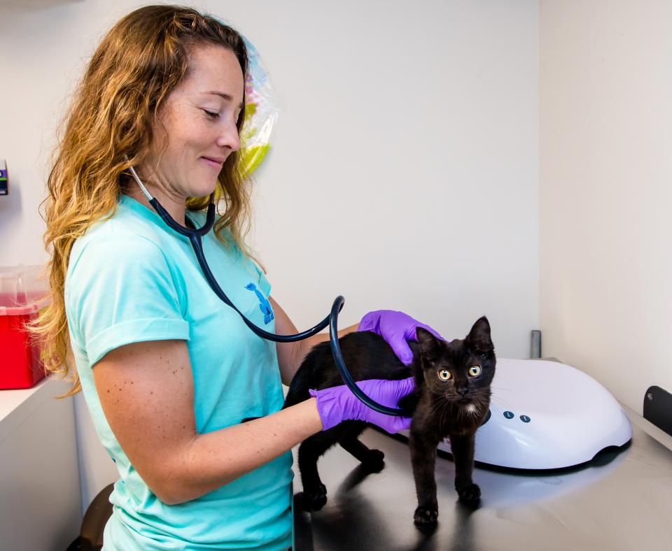 Veterinarian giving a small kitten an exam