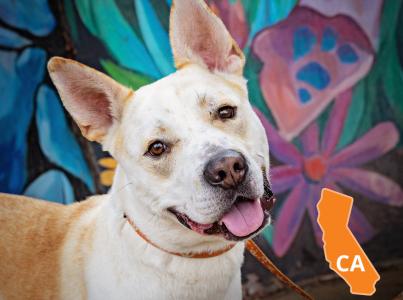 White dog in front of mural