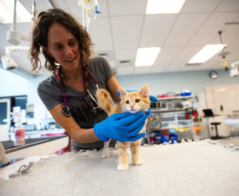 Veterinarian examining a kitten