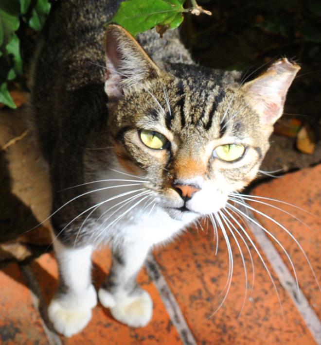 Tipped ear cat outside under some plants