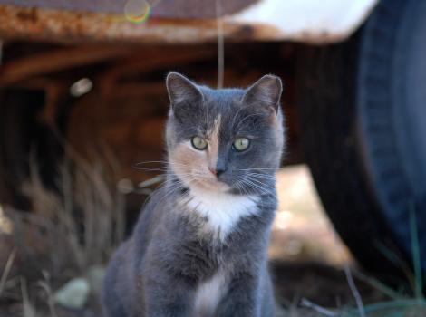 Dilute tortoiseshell community cat with tipped ear in front of a vehicle