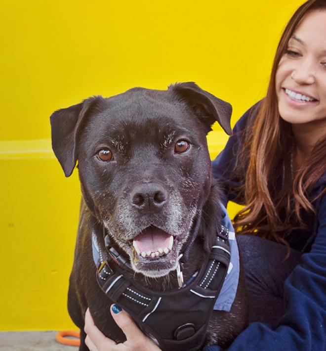 Large, black senior dog in front of a smiling person, both in front of a colorful mural